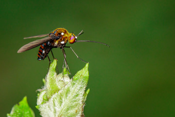 Image of hoverfly(Syrphidae) on branch on a natural background. Insect. Animal.