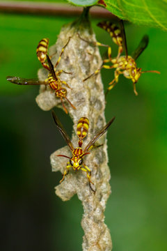 Image of an Apache Wasp (Polistes apachus) and wasp nest on nature background. Insect.  Animal