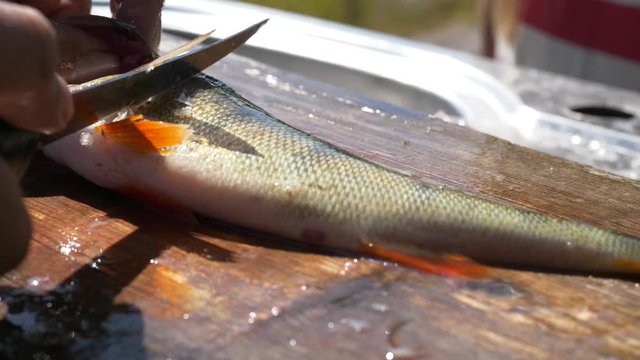 Fillet knife cutting fish outdoors in summer, handheld slow motion close up