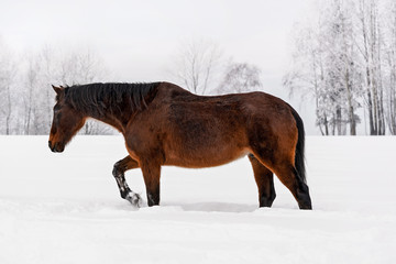 Fototapeta na wymiar Dark brown horse walking on snow covered field in winter, blurred trees in background, view from side