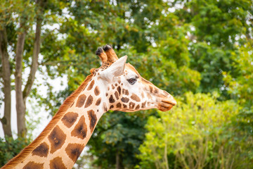 Side view of African giraffe head in front of green tree background.