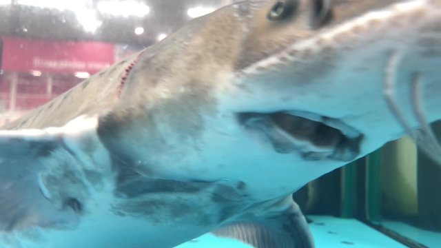 Sturgeon fish in the aquarium, bester in the store. Sale of live fish from the aquarium. Delicacy, delicious fresh fish.