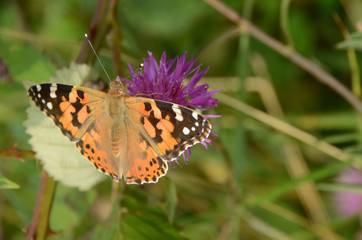 Painted Lady butterfly sits on pink cornflower