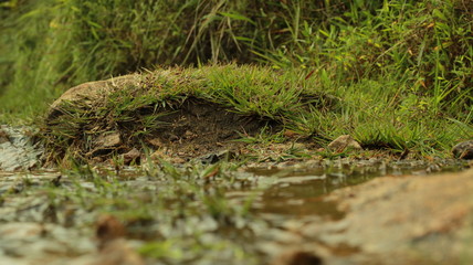 stream in the forest
