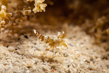 Squat Shrimp (Anemone Shrimp)