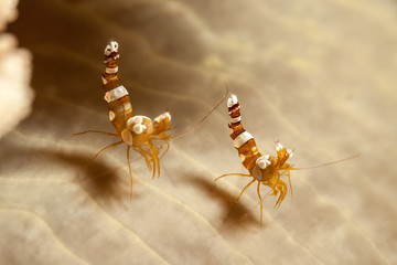 Squat Shrimp (Anemone Shrimp)