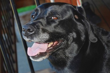 Labrador close up