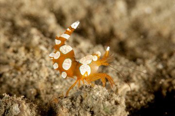 Squat Shrimp (Anemone Shrimp)