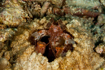 Lisa's Mantis Shrimp, Lysiosquillina lisa