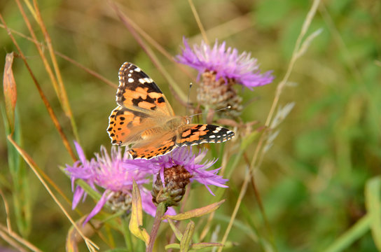 Painted Lady butterfly sits on pink cornflower