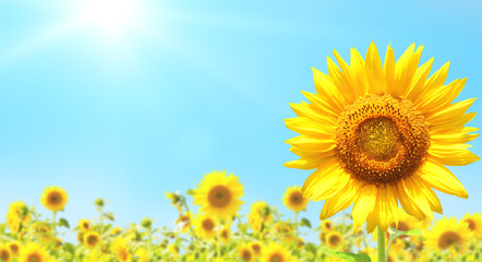 Sunflowers on blurred sunny background