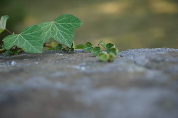 stonewall vine