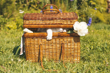 Picture of the picnic basket in the lawn from which a white kitten is trying to coming out