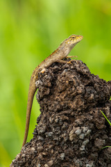 Garden lizard on old wood stump with blur greenish paddy field in background