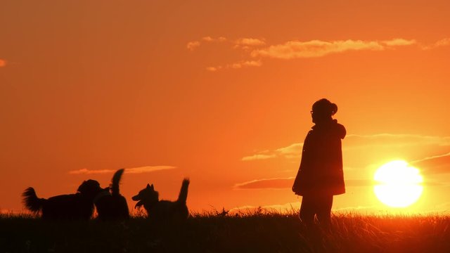 Woman with dogs on a background of orange sky with the sun. owner walks with pets.