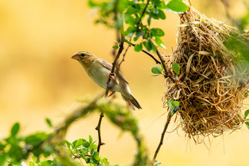 Bright and yellowish female Asian Golden Weaver perching on perch near its nest