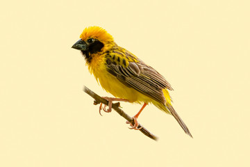 Bright and yellowish male Asian Golden Weaver perching on perch isolated on pale yellowish background