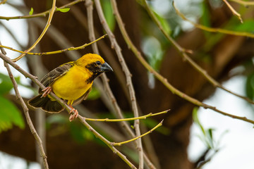 Bright and yellowish male Asian Golden Weaver perching on perch, looking into a distance