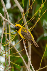 Bright and yellowish male Asian Golden Weaver perching on perch, looking into a distance