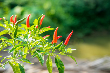 Red hot chili peppers on the tree in nature.