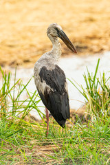 Asian openbill stork in post harvest paddy field