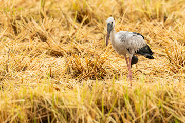 Asian openbill stork in post harvest paddy field