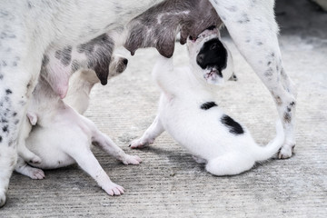 Puppies are eating breast milk
