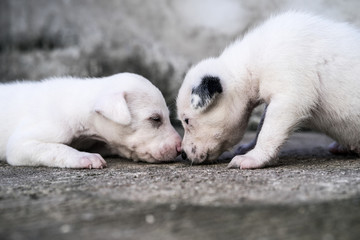 lovely Puppy playing outdoor