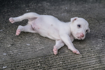 cute  thai puppy lying and playing on the ground