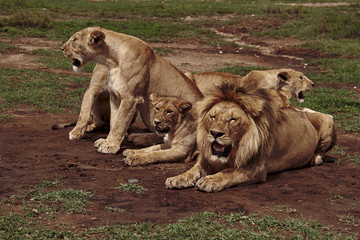  the lion family is resting