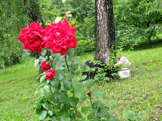 Red rose Bush in the garden