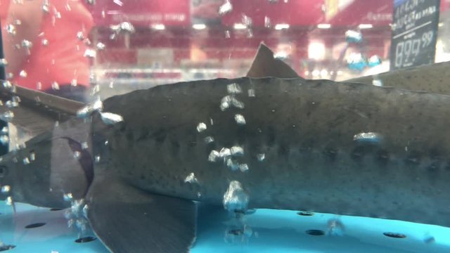 Sturgeon fish in the aquarium, bester in the store. Sale of live fish from the aquarium. Delicacy, delicious fresh fish.