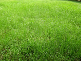 Green grass