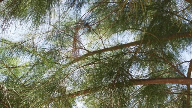Fine thin needles (some of them dry) and branches of pine tree moving in the wind. Looking up with sky in background