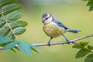 Blue tit