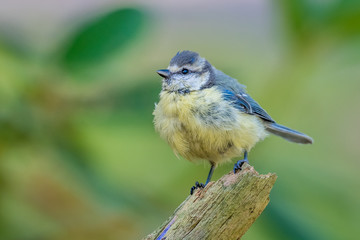 Blue tit