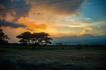 sunset and tree
