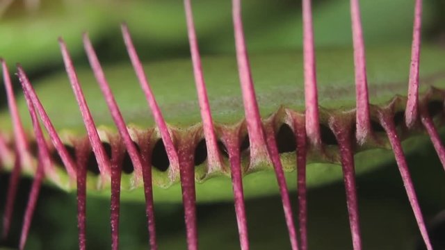 plant predator "Dionaea muscipula" (close-up)