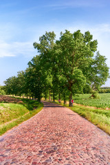 Country road,green trees and sun.Poland