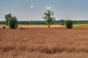 Beautiful rural landscape, in the foreground a field of mature rapeseed, Poland