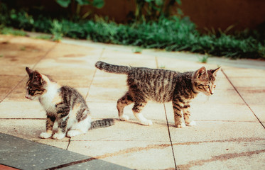 Close-up of cute kitten wandering on outdoor pavement