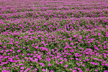 ペチュニアの花畑