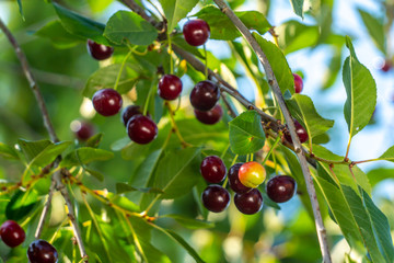 cherries on a tree ready to harvest
