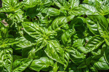 Background of basil leaves. Fresh basil herbs in the garden.