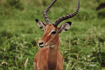 Portrait of impala in south africa