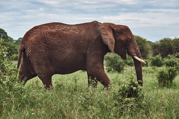 Fototapeta na wymiar Aafrican elephant taken on a safari