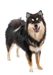 Finnish Lapphund in studio