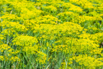 Fresh herbs in the garden. Flowers of dill on farm, organic farming concept.