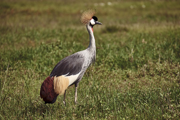 Wildlife: African Grey Crowned Crane (Balearica regulorum) in nature surrounding