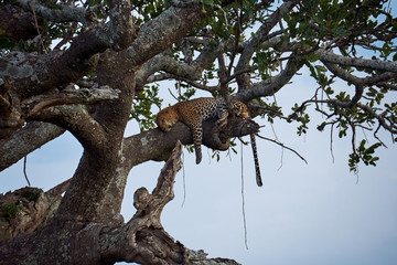 Fototapeta na wymiar Leopard resting in a tree crown. kenya